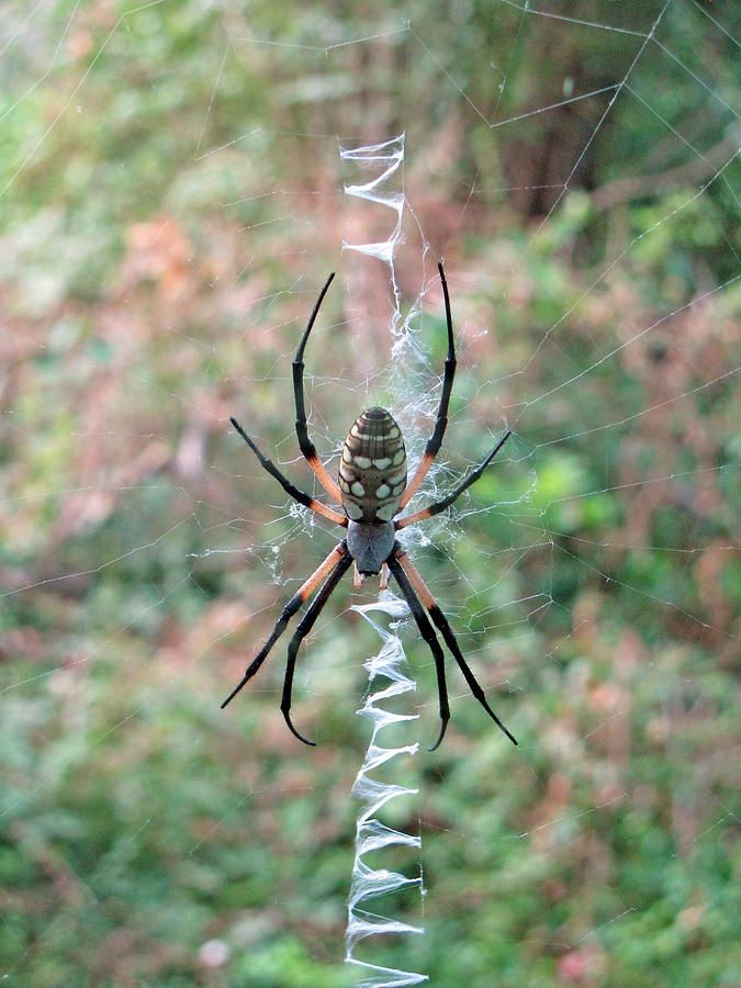 Spider - Black and Yellow Argiope 07 Photograph by Pamela Critchlow