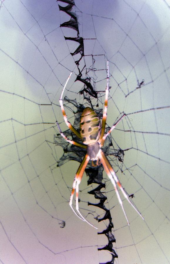 Spider - Black and Yellow Argiope - PhotoPower 1526 Photograph by Pamela Critchlow