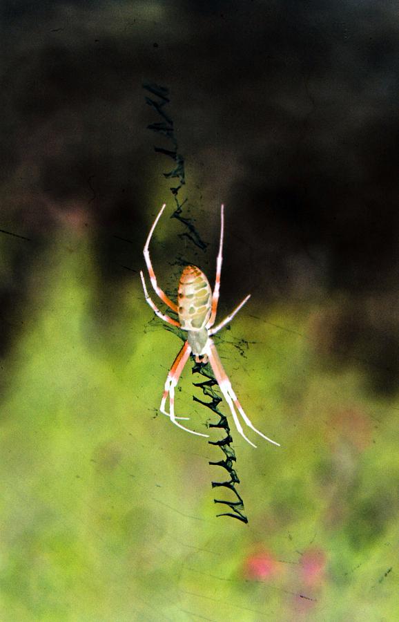 Spider - Black and Yellow Argiope - PhotoPower 1527 Photograph by Pamela Critchlow