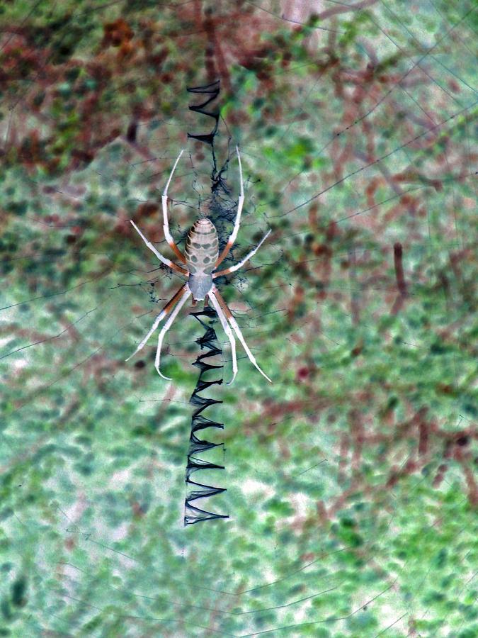 Spider - Black and Yellow Argiope - PhotoPower 1532 Photograph by Pamela Critchlow