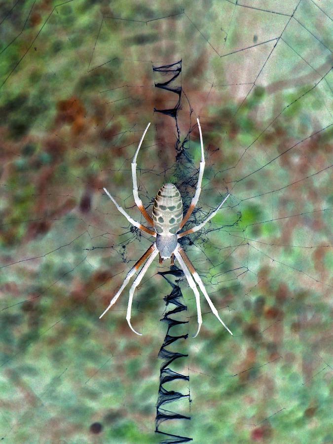 Spider - Black and Yellow Argiope - PhotoPower 1533 Photograph by Pamela Critchlow