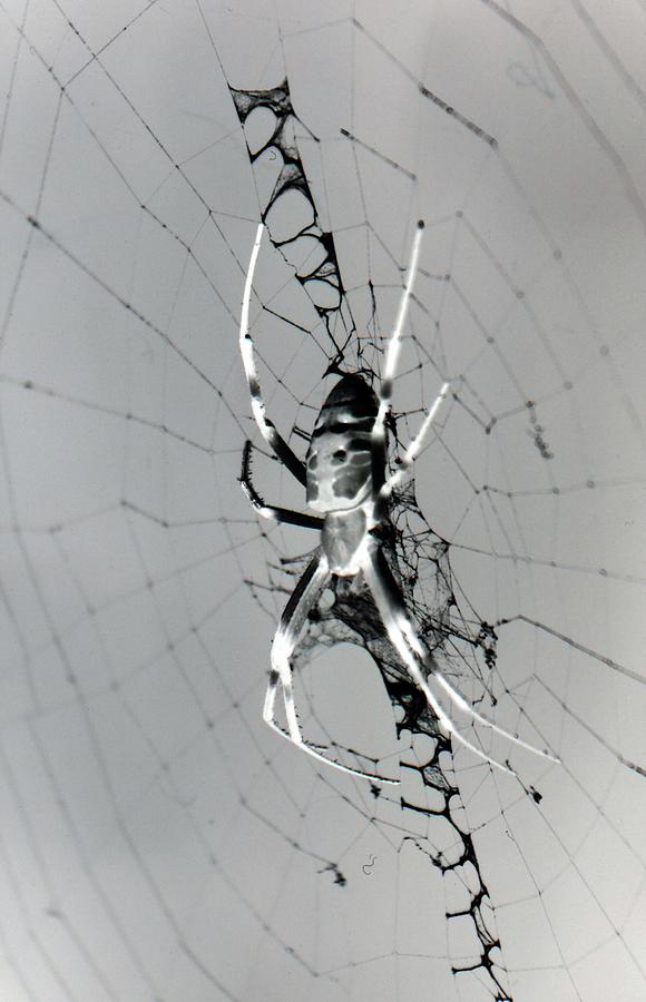 Spider - Black and Yellow Argiope - PhotoPower 1540 Photograph by Pamela Critchlow