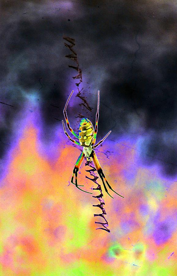 Spider - Black and Yellow Argiope - PhotoPower 1541 Photograph by Pamela Critchlow