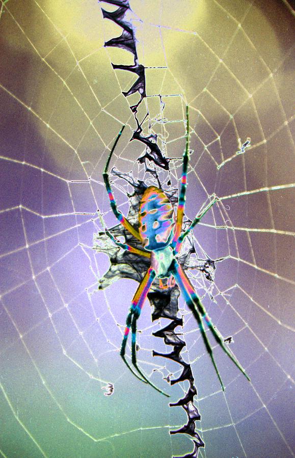 Spider - Black and Yellow Argiope - PhotoPower 1544 Photograph by Pamela Critchlow