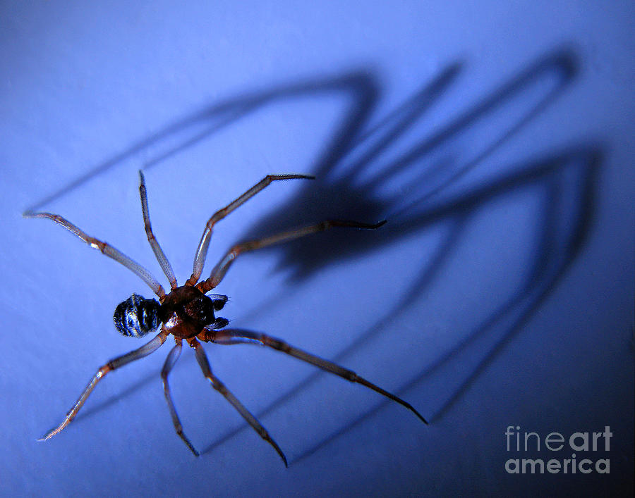 Spider Blue Photograph by Jennie Breeze