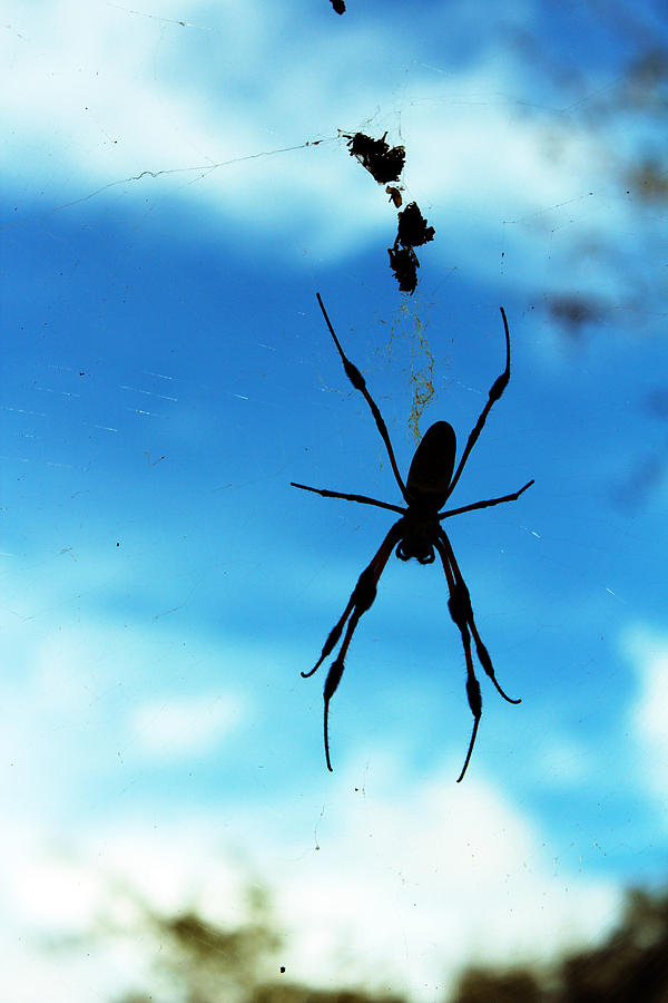 Spider Blues Photograph by Audrey Robillard
