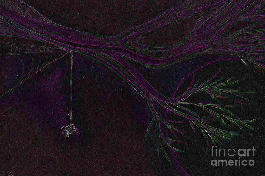 Spider Branch by jrr Drawing by First Star Art