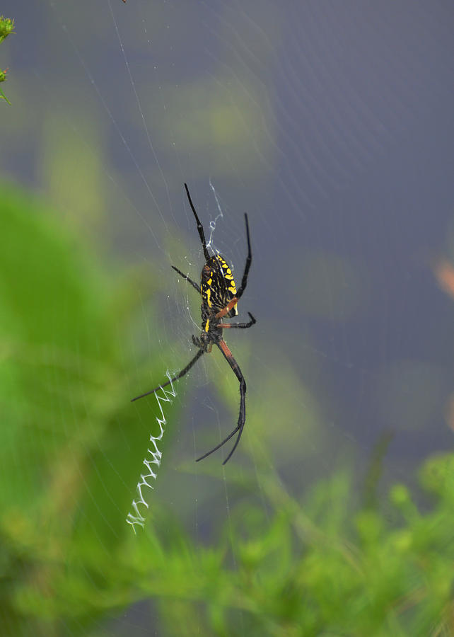 Spider Photograph - Spider by Pond - 165a2 by Paul Lyndon Phillips