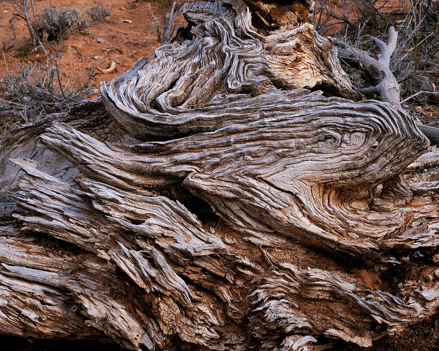 Spider Canyon Burl Photograph by Tom Daniel
