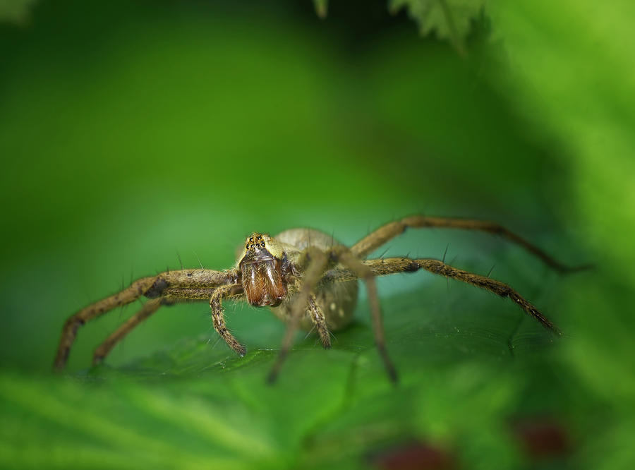 Spider Photograph by Chris Mcloughlin
