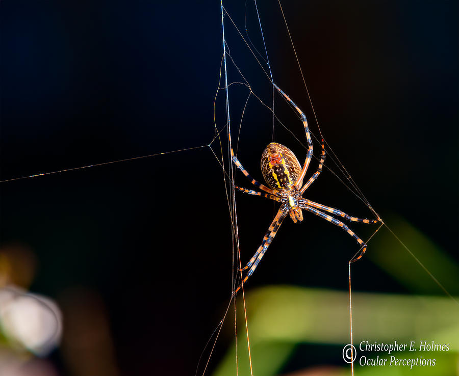Spider Photograph by Christopher Holmes
