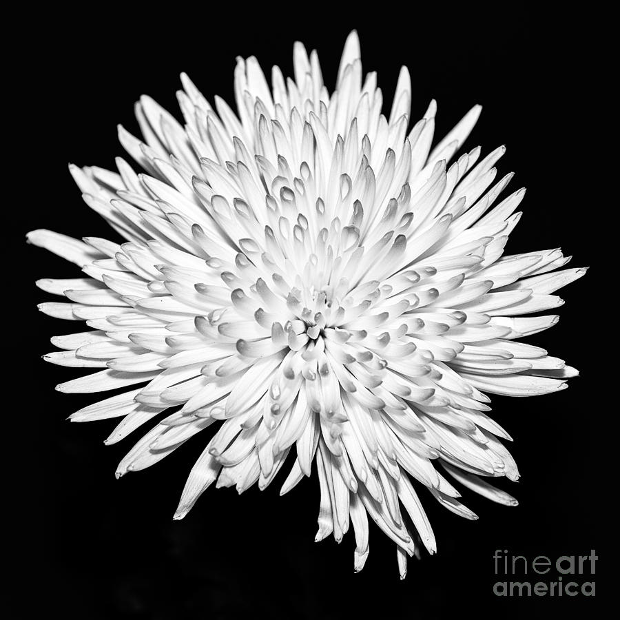 Monochrome Flower Photograph - Spider chrysanthemum by John Farnan