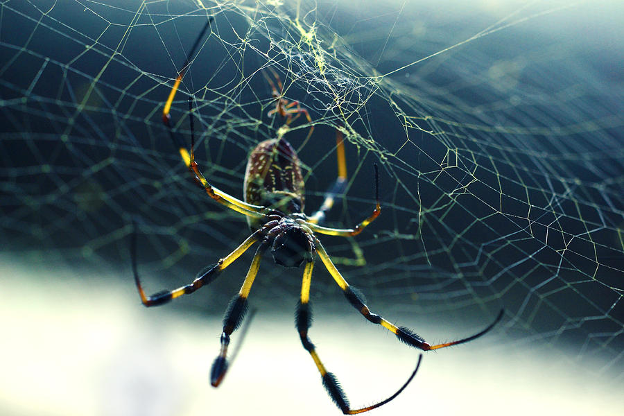 Spider Close Up Photograph by Matt Hanson
