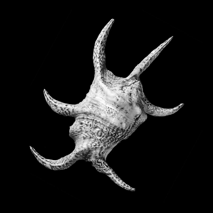Black And White Photograph - Spider Conch Seashell by Jim Hughes
