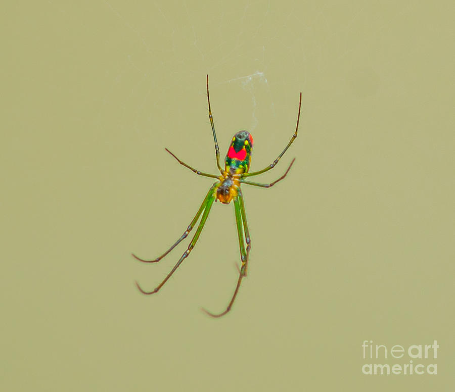 Spider Crawl Photograph
