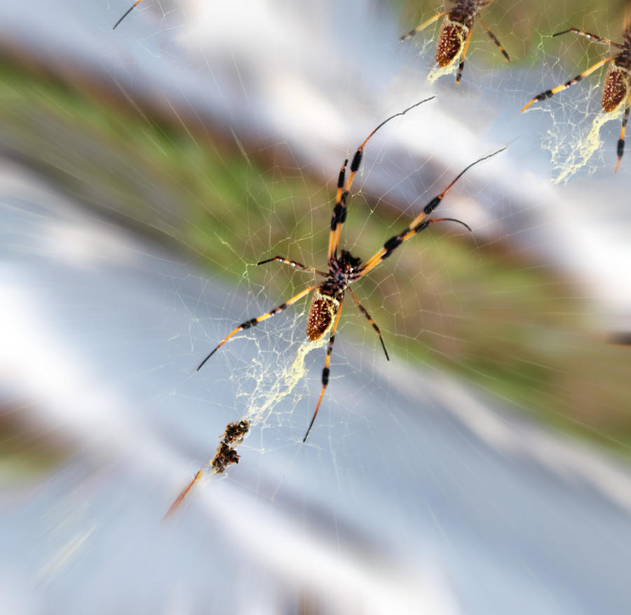 Spider Dancers Photograph by Audrey Robillard