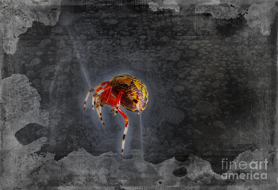 Spider Photograph - Spider by David Arment Spider Photograph - Spider by David Arment