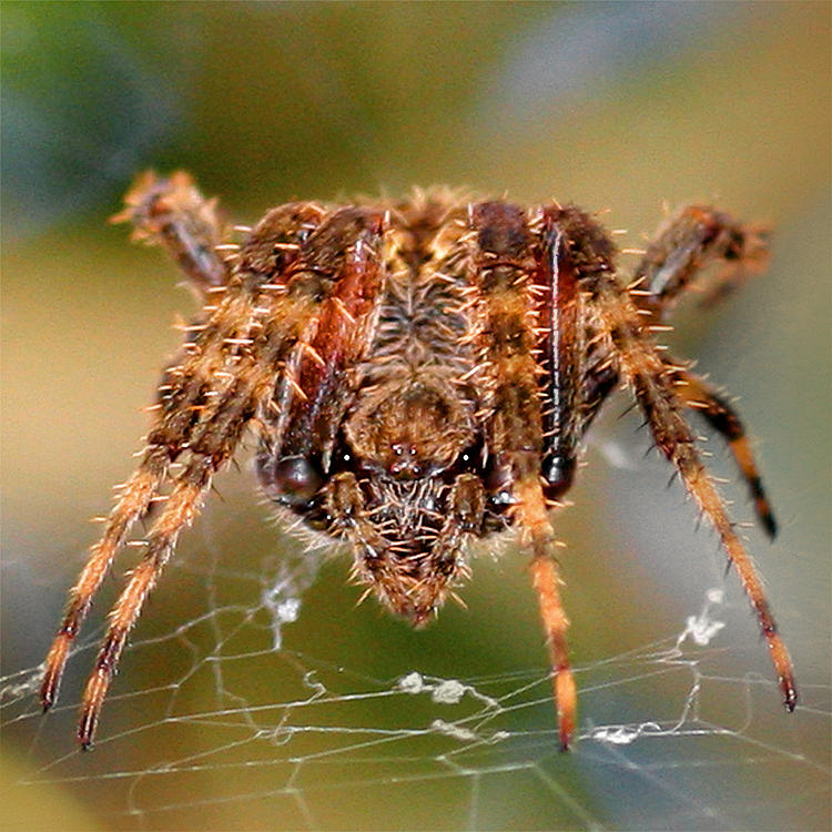 Spider Photograph by Deidre Elzer-Lento