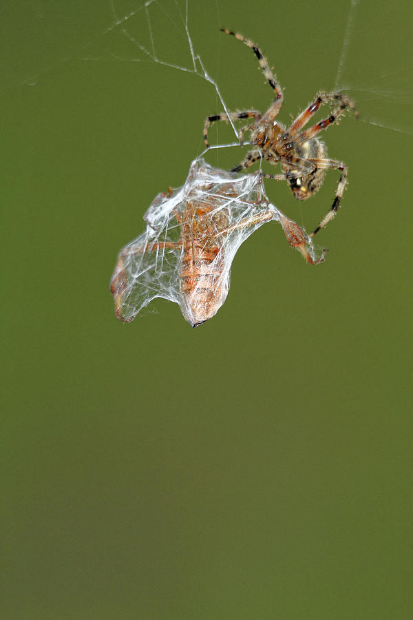 Food Chain Spider Eats Spider Photograph by Geraldine Scull