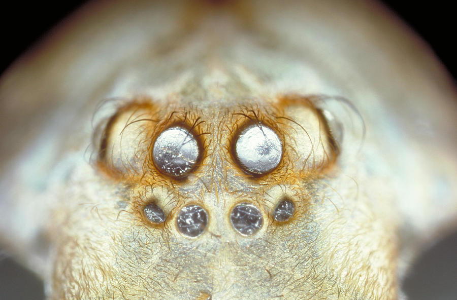 Spider Eyes Photograph by Robert Noonan