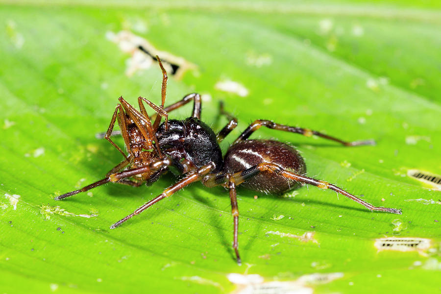 Spider Feeding On An Ant Photograph By Dr Morley Read - Fine Art America