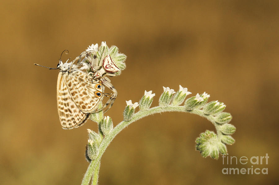 Animal Photograph - Spider feeds on a butterfly 3  by Alon Meir