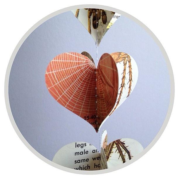 Spider Photograph - #spider Field Guide Heart Garland #etsy by Claire Cohen