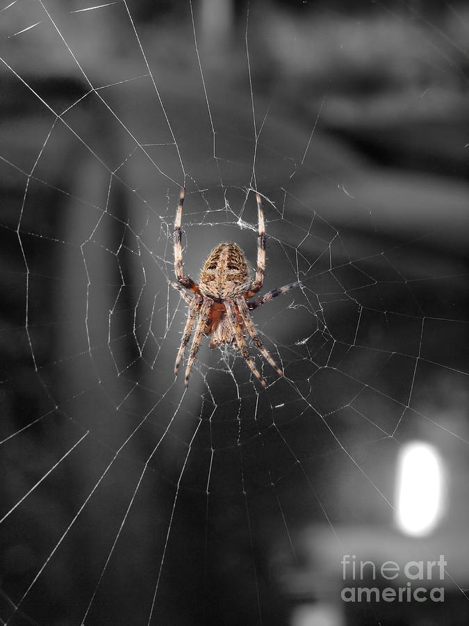 Spider Photograph - Spider  by Frank Piercy