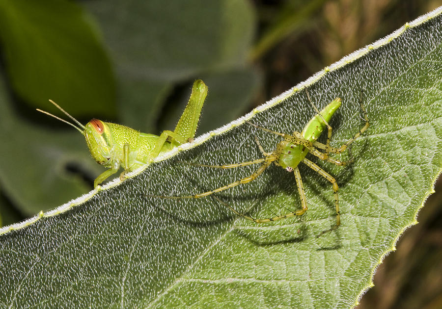 Spider-Grasshopper Standoff Photograph by Steven Schwartzman
