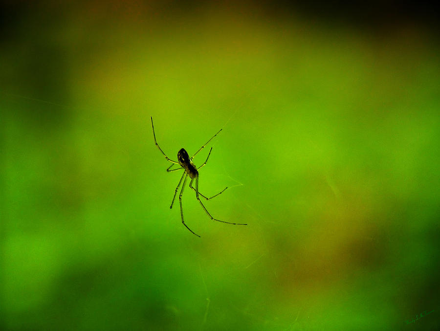 Spider Green Photograph by Wendy McKennon