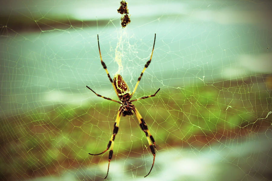 Spider Hanging Tough Photograph by Audrey Robillard