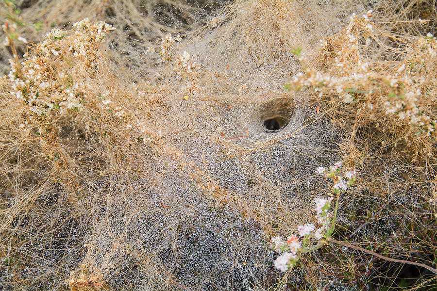 spider holes in ground