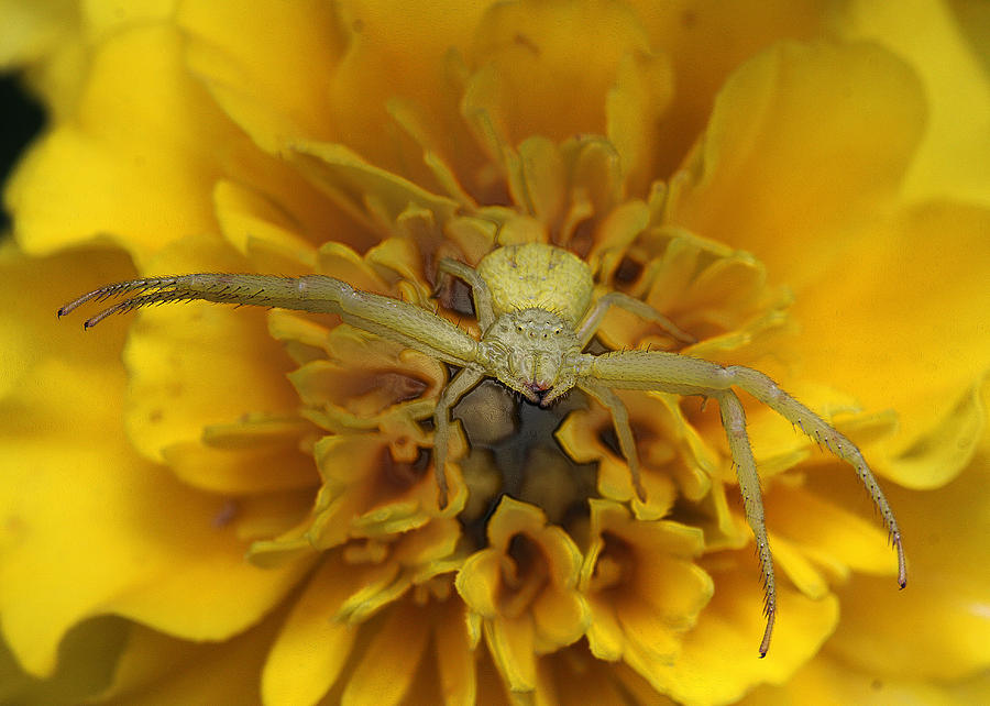 Spider Hug Photograph by Ronnie Corn - Fine Art America