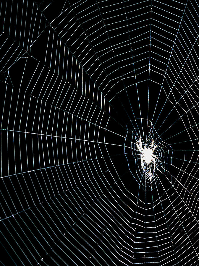 Spider In Its Web Photograph by Adam Hart-davis/science Photo Library ...