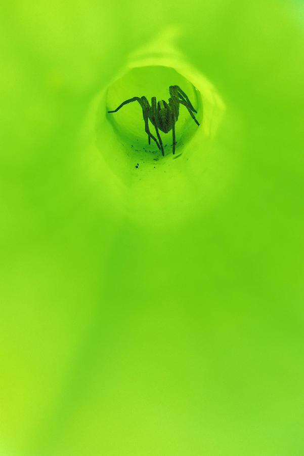 Spider Photograph - Spider in pitcher plant by Kevin Adams