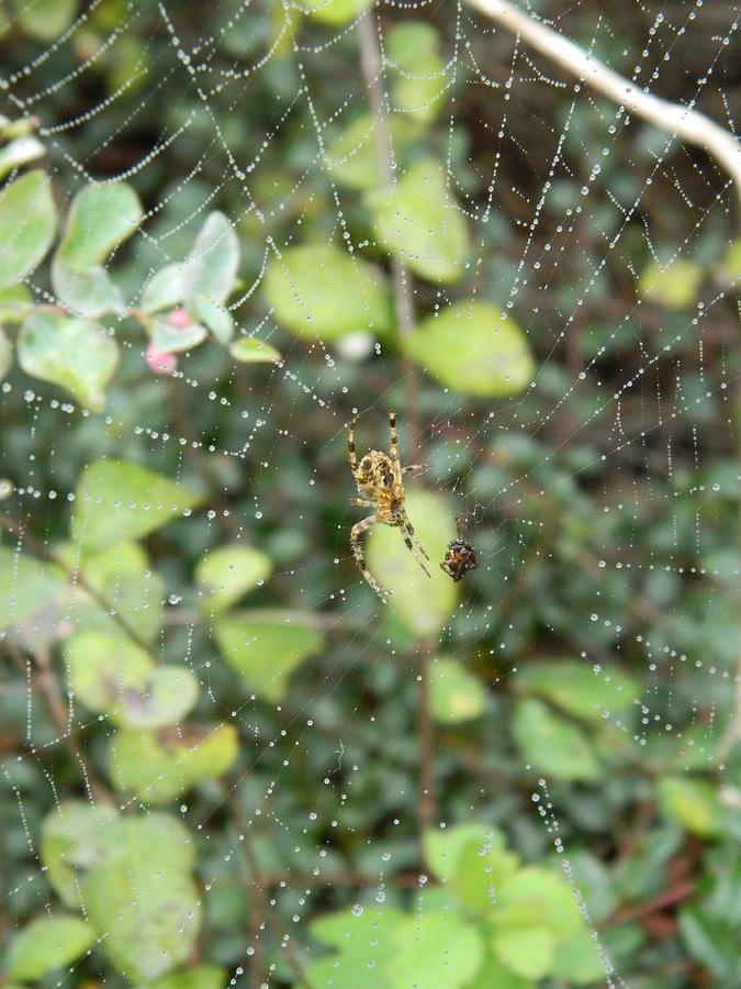 Spider Photograph - Spider in Prey by Nicki Bennett