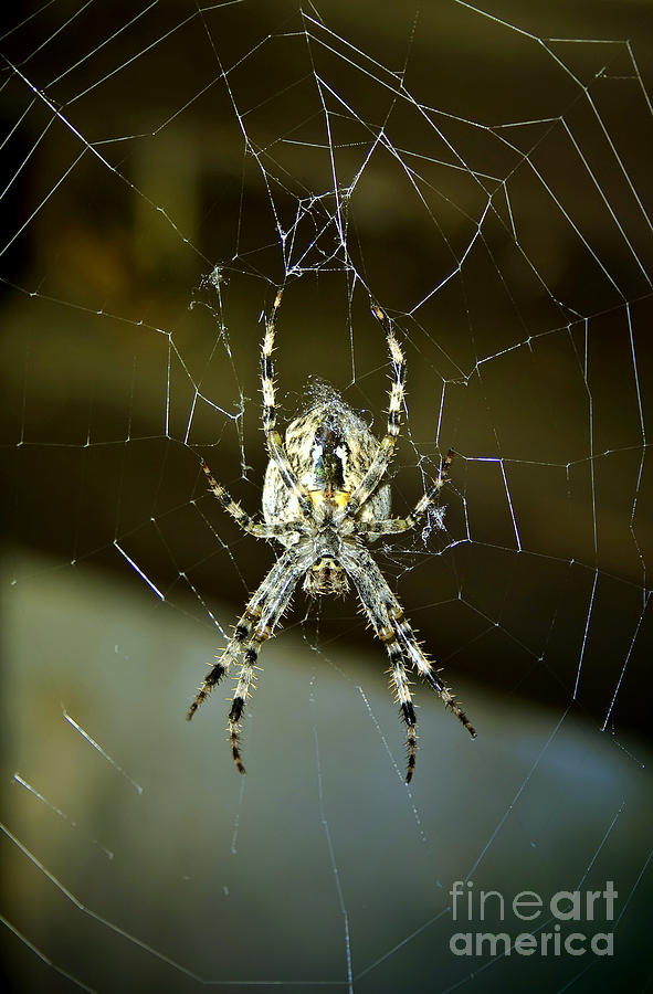 Spider In The Net Photograph by Gina Koch