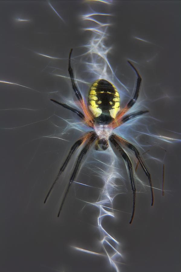 Spider in waiting Photograph by John G Schickler