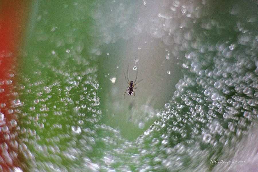 Spider in Waterweb Photograph by PJQandFriends Photography