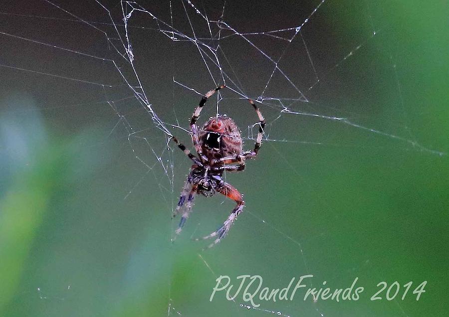 Spider in Web Photograph by PJQandFriends Photography