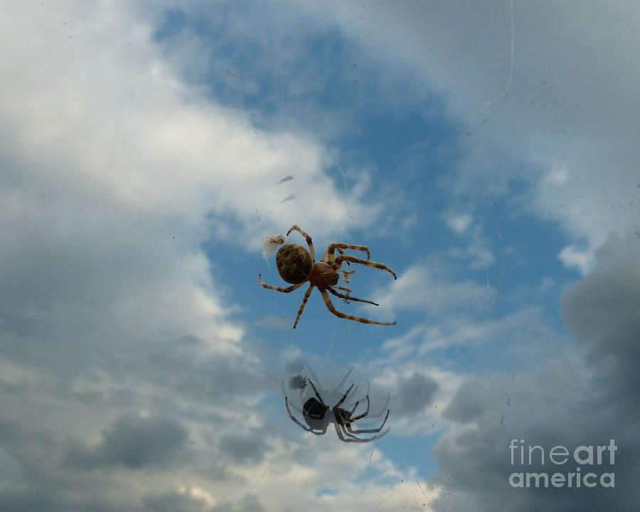 Spider Photograph by Jane Ford