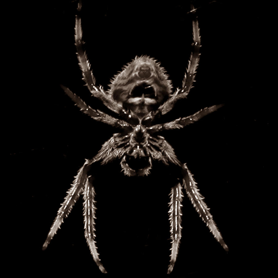Spider Photograph by Joseph G Holland