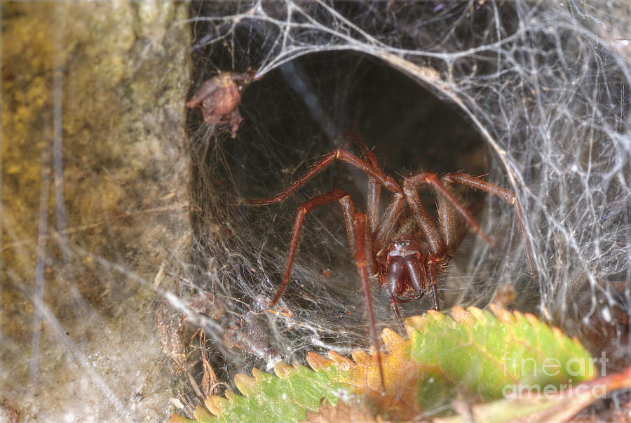 Spider Lair Photograph