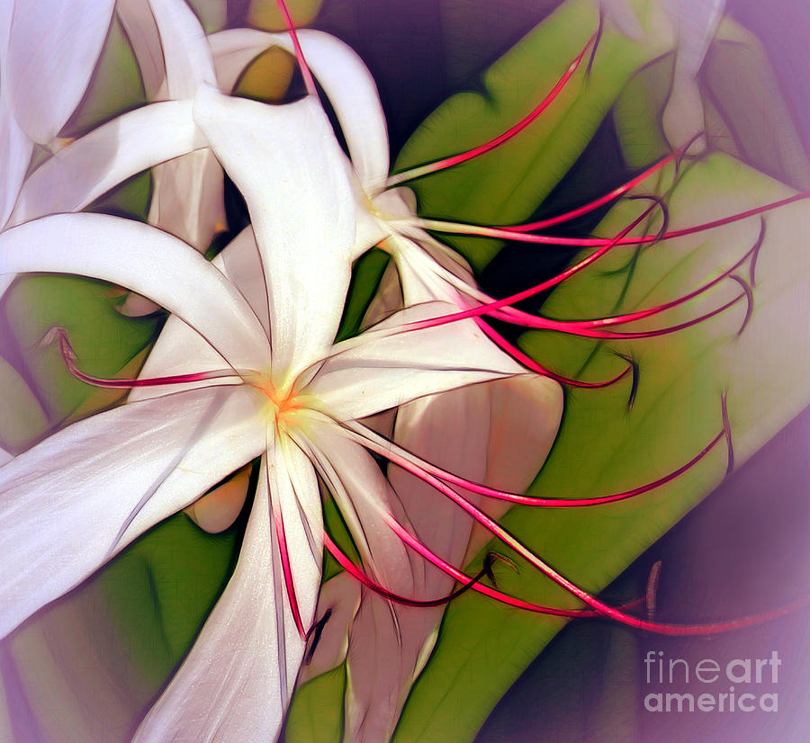 Spider Lilies Photograph by Judi Bagwell