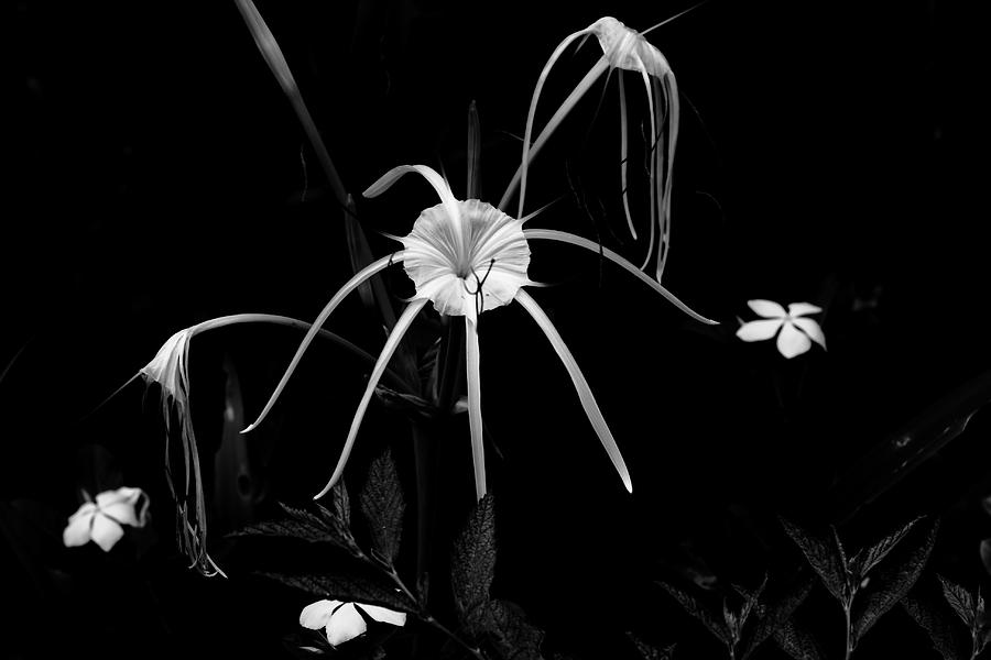 Spider Lily Photograph by Aidan Moran