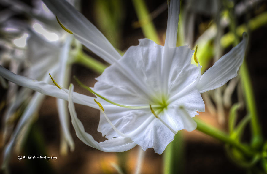 Spider Lily Photograph by Al Griffin