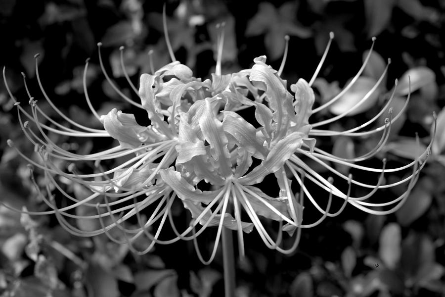 Spider Photograph - Spider Lily Desaturated by Betty Northcutt
