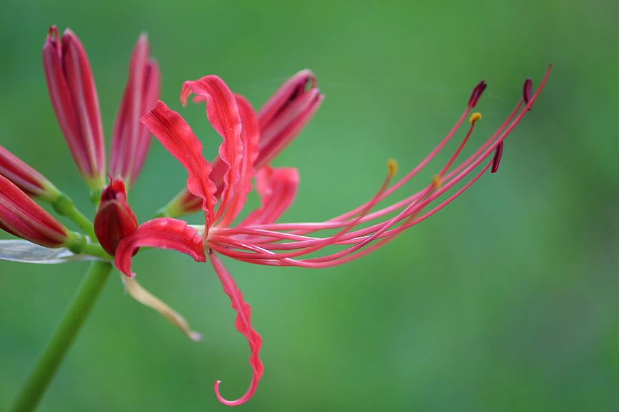 Spider Lily Photograph by Ester McGuire
