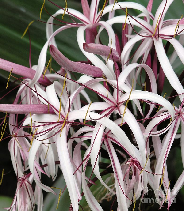 Lily Photograph - Spider Lily by Mary Deal