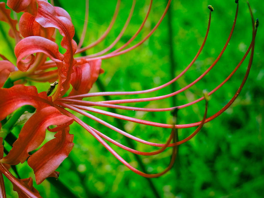 Spider Lily Photograph by Stacy Michelle Smith